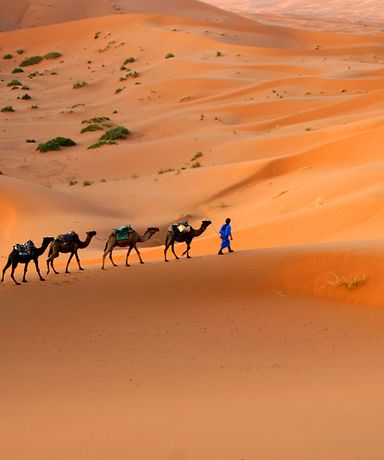 Man erkennt einen Wüste. Durch die Wüste spazieren sechs Kamele und ein Mensch. 