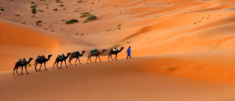 Man erkennt einen Wüste. Durch die Wüste spazieren sechs Kamele und ein Mensch. 