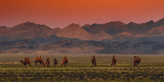 Man sieht eine Berglandschaft bei Sonnenuntergang. Auf der Weide davor stehen Kamele. 