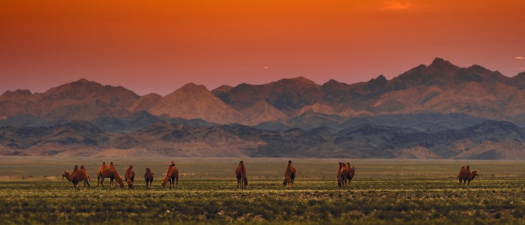 Man sieht eine Berglandschaft bei Sonnenuntergang. Auf der Weide davor stehen Kamele. 