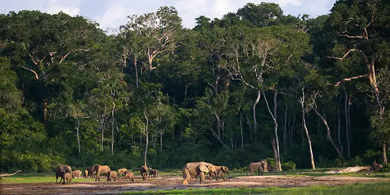 Man sieht einen Nationalpark und mehrere Elefanten.